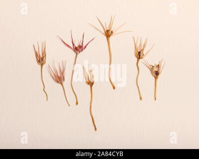 Pressed and dried spring summer yellow pink flowers on a paper background pattern. For use in scrapbooking floristry or herbarium. Stock Photo