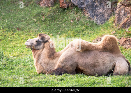 portrait of a Bactrian camel in a green meadow. Wildlife Concept Stock Photo