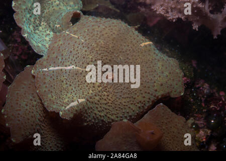 Mushroom Coral, Discosoma sp., Discosomatidae, Bali, Indonesia, Indo-pacific Ocean Stock Photo