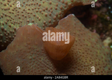 Reproduction by budding of Mushroom Coral, Discosoma sp., Discosomatidae, Bali, Indonesia, Indo-pacific Ocean Stock Photo