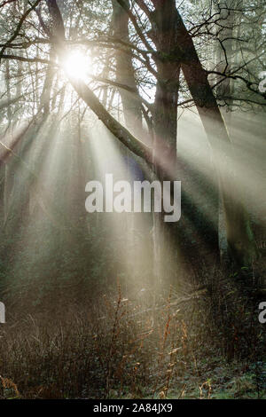Sunbeams shining through trees in a wood on a winter morning, UK Stock Photo