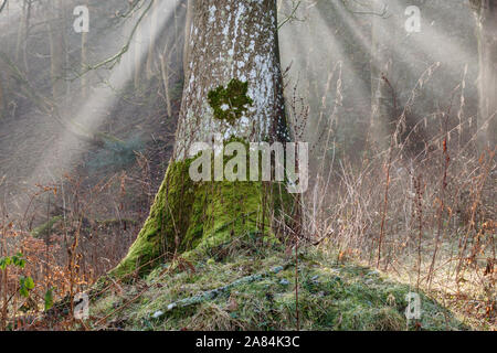 Sunbeams shining through trees in a wood on a winter morning, UK Stock Photo