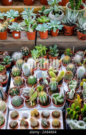 Various succulent cacti plants on display sale in a garden centre. Stock Photo