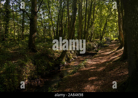 A river cascading through Tehidy Country Park, the largest area of woodland in West Cornwall. Stock Photo