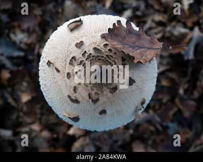big parasol mushroom cap (Macrolepiota procera) with an oak leaf viewed from above grown in the woods in mid autumn Stock Photo