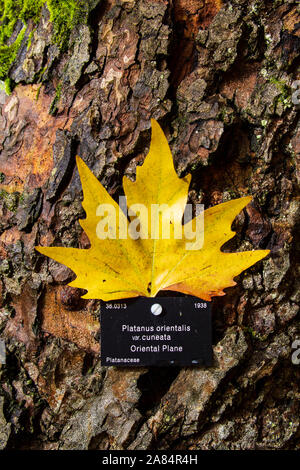 Autum leaf and classification tag of an Oriental Plane tree Stock Photo
