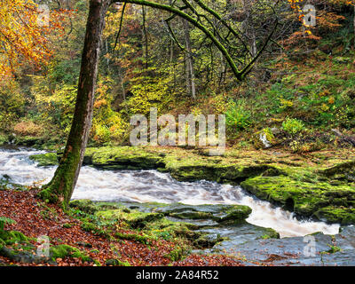 The River Wharfe flows rapidly through The Strid in Strid Wood Bolton Abbey Yorkshire Dales England