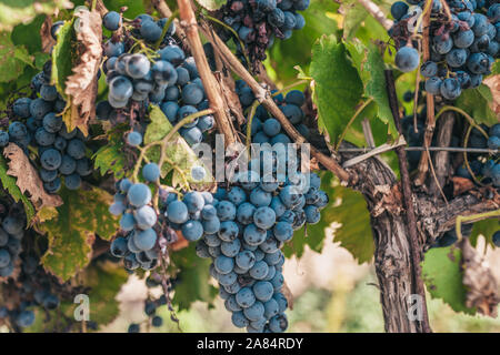 Rich harvest of grapes in Provence - Luberon - a good year Stock Photo