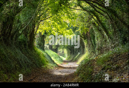 Halnaker tree tunnel in West Sussex UK with sunlight shining through the branches. This is part of the original Roman road from London to Chichester. Stock Photo