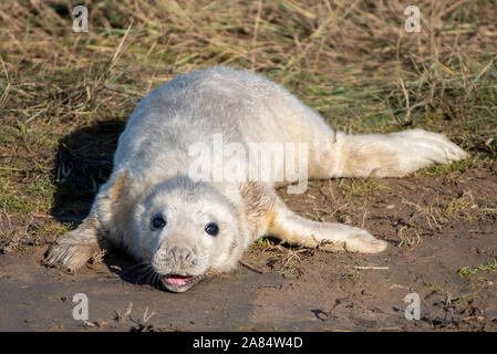 Donna Nook National Nature Reserve, Lincolnshire, UK. 6th Nov, 2019. New born seal pups at Donna Nook National Nature Reserve, Lincolnshire. Credit: Gary Stafford/Alamy Live News Stock Photo