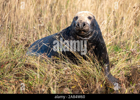 Donna Nook National Nature Reserve, Lincolnshire, UK. 6th Nov, 2019. New born seal pups at Donna Nook National Nature Reserve, Lincolnshire. Credit: Gary Stafford/Alamy Live News Stock Photo