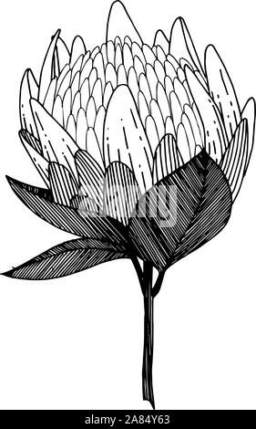 Vector Exotic tropical hawaiian summer flower. Black and white engraved ink art. Isolated flowers illustration element. Stock Vector