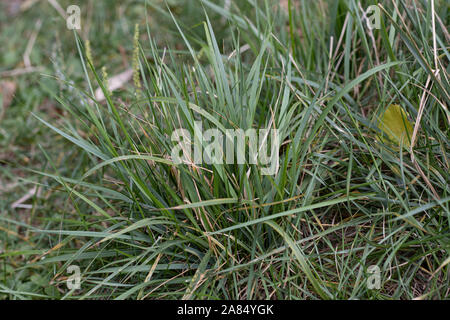 Green and brown grass in autumn park Stock Photo