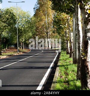 Asphalt urban road curved and empty with birch trees at the edges. Autumnal colors on a sunny day. Front view, square composition, copy space. Stock Photo