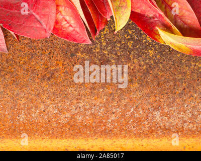 autumn leaf on rusty metall background Stock Photo