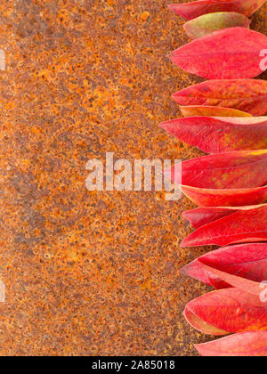 autumn leaf on rust metall background Stock Photo