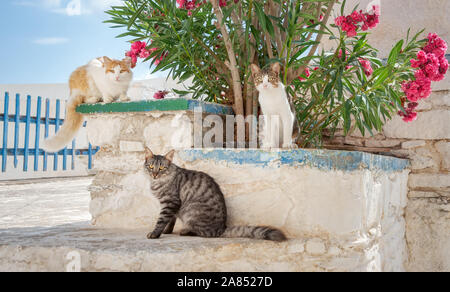 Three friendly cats, different coat colors, sitting on an old whitewashed wall with Oleander flowers in a Greek village, Cyclades, Aegean island Syros Stock Photo
