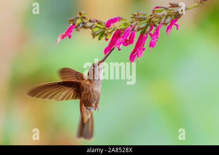 Bronzy Inca - Coeligena coeligena, beautiful tiny brown hummingbird from Andean slopes of South America, San Isidro, Ecuador. Stock Photo