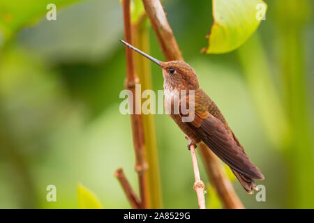 Bronzy Inca - Coeligena coeligena, beautiful tiny brown hummingbird from Andean slopes of South America, San Isidro, Ecuador. Stock Photo