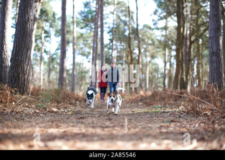 Dogs running ahead of couple hiking in autumn woods Stock Photo