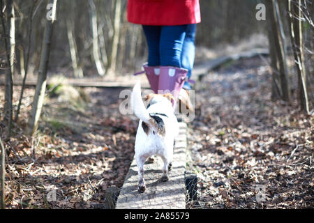 Cute dog following owners hiking on plank in autumn woods Stock Photo