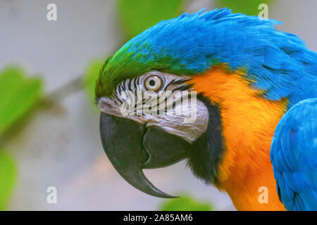 Colorful Portrait of Blue and Yellow Macaw, known as the Blue and Gold Macaw Stock Photo