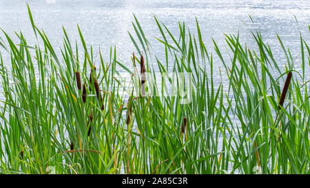 Thickets of cattail in a pond, background backdrop nature. Green bulrush leaves, ripe brown cob of cattail. A grassy plant growing in water near the s Stock Photo