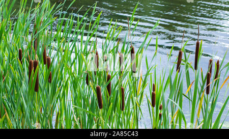 Fresh cattail in the pond, backdrop nature. Green bulrush leaves, ripe brown ear of cattail in the lake. A grassy plant growing in a freshwater pond c Stock Photo