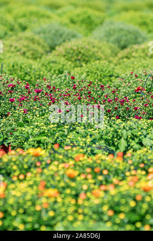 Chrysanthemum Mums on the Field, Chrysanths Plants Stock Photo
