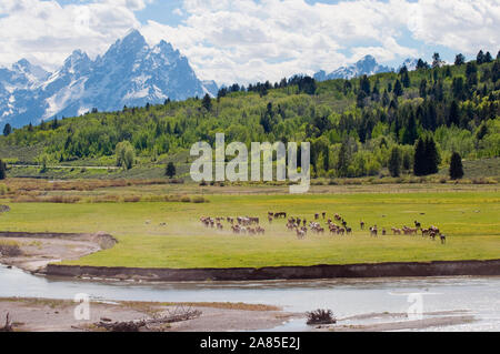 Herd of horses in a field, Buffalo Fork and Teton mountain range