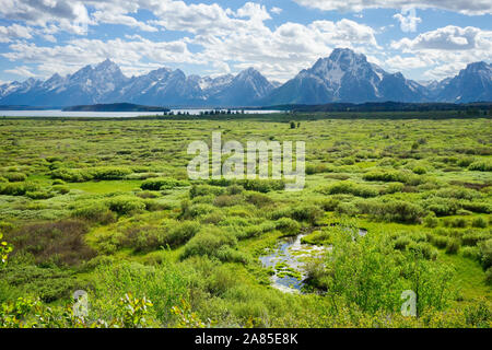 Willow Flats with Teton Range and Jackson Lake in the distance Stock Photo