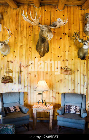 A moose head and deer heads mounted on a wall in a hunting lodge Stock Photo