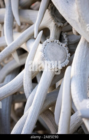 Closeup of the arch made of shed elk antlers in Jackson town square Stock Photo