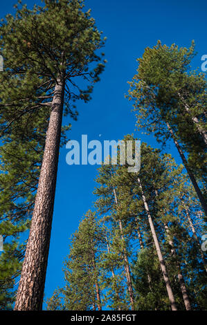 Looking up at half moon seen through tall pine trees Stock Photo