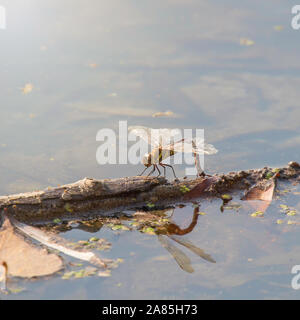 Dragonfly Laying Eggs, Colorful Dragonfly on a plant reflecting in the water Stock Photo