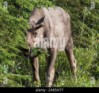Wild moose in Denali National Park (Alaska) Stock Photo