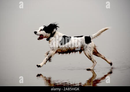 Dog spaniel running on beach Stock Photo