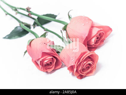 three pink roses; on white Stock Photo