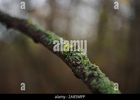 Green moss on a thin tree branch in the forest Stock Photo