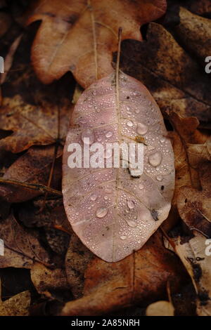 Drops of water on an autumn leaf. Autumn background. After the rain. Stock Photo