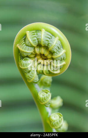 Fronds Fiddle head Ferns close up with blur leaf background in overcast day Stock Photo