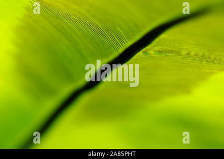 Fresh green fern governor plant leaf revealing it's pattern in a tropical rain forest Stock Photo