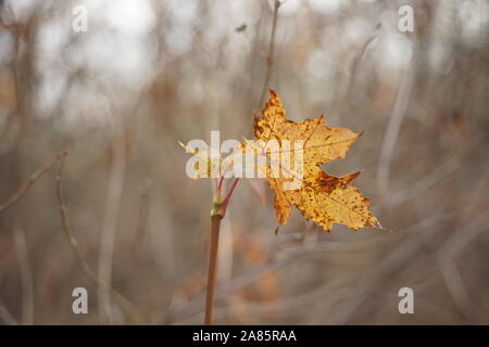 Old dry maple leaf on a tree branch. Autumn forest Stock Photo