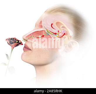 This medically 3D illustration showing the function of the olfactory sense Stock Photo