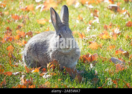 Portrait of a mountain cottontail rabbit, Sylvilagus nuttallii, nibbling grass in the eastern Cascade Mountains of Oregon Stock Photo