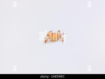 A small red crab on a white background Stock Photo