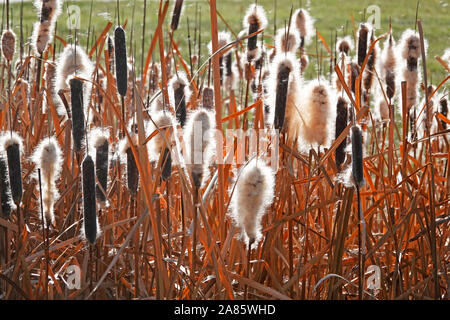 A stand of cattails in mid autumn, dried out and being eroded by the wind. Stock Photo