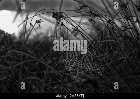 Spider's web Stock Photo