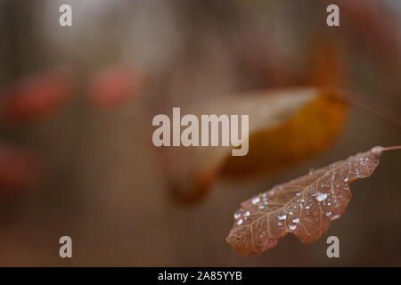 Rain drops on a red autumn leaf. Blurred autumnal forest background. Day after the rain. Stock Photo