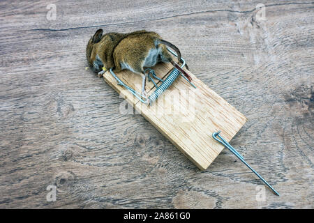 Closeup of a dead mouse in mouse trap Stock Photo